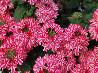 Suntory Flowers, Ltd.: Temari Verbena Candy Stripe 