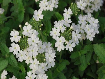 Temari Verbena Patio White 