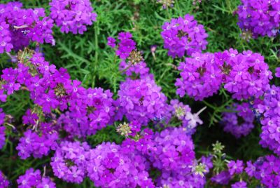 Taipen® Verbena Blue-Violet 