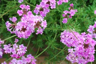 Suntory Flowers, Ltd.: Taipen® Verbena Pink 