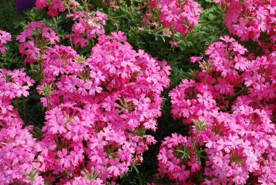 Suntory Flowers, Ltd.: Taipen® Verbena Salmon 