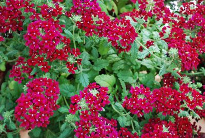 Suntory Flowers, Ltd.: Temari® Verbena Burgundy 