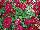 Suntory Flowers, Ltd.: Verbena  'Burgundy' 
