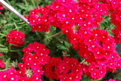 Verbena Temari® 'Cherry Red'