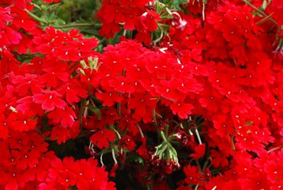 Verbena Temari® 'Palm Red'