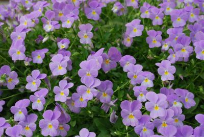 Violina® Viola Aquamarine