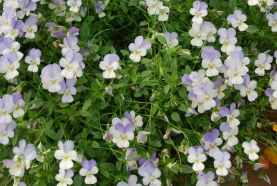 Violina® Viola Blue & White 