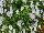Suntory Flowers, Ltd.: Viola  'Blue & White' 
