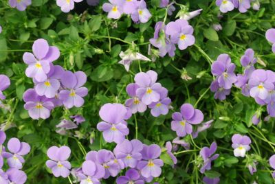 Violina® Viola Cobalt Blue