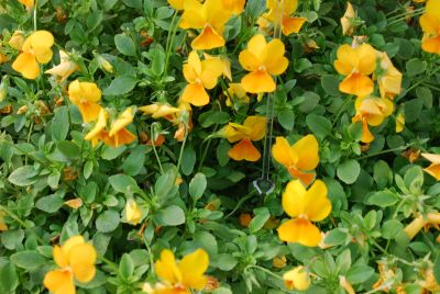 Violina® Viola Orange