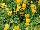Suntory Flowers, Ltd.: Viola  'Orange' 