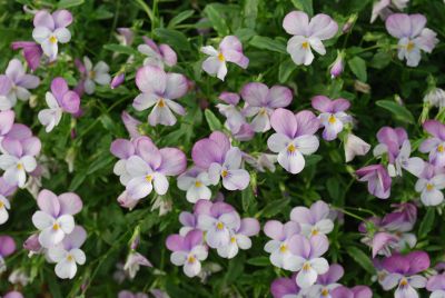 Violina® Viola Pink 