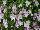 Suntory Flowers, Ltd.: Viola  'Pink' 