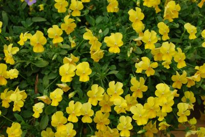 Violina® Viola Yellow