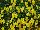 Suntory Flowers, Ltd.: Viola  'Yellow' 