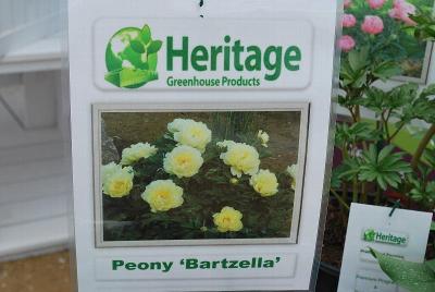 From Heritage Greenhouse Products, Spring Trials 2014: Peony 'Bartzella'
