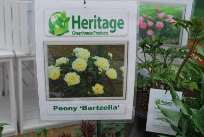 From Heritage Greenhouse Products, Spring Trials 2014: Peony 'Bartzella'