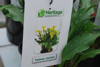From Heritage Greenhouse Products, Spring Trials 2014: Calla Lily 'Yellow Jacket'