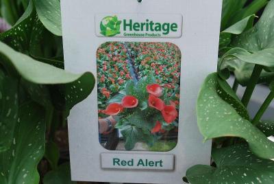 From Heritage Greenhouse Products, Spring Trials 2014: Calla Lily 'Red Alert'