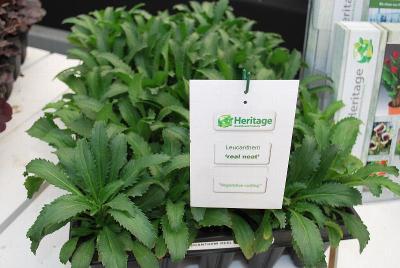 From Heritage Greenhouse Products, Spring Trials 2014: Real Leucanthemum 'Neat'