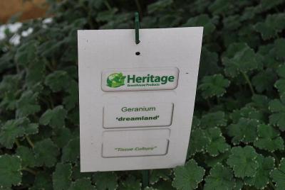 From Heritage Greenhouse Products, Spring Trials 2014: Geranium 'Dreamland'