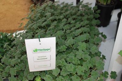 From Heritage Greenhouse Products, Spring Trials 2014: Geranium 'Dreamland'