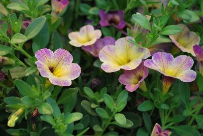 Dümmen Orange: Chameleon® Calibrachoa Blueberry Scone 