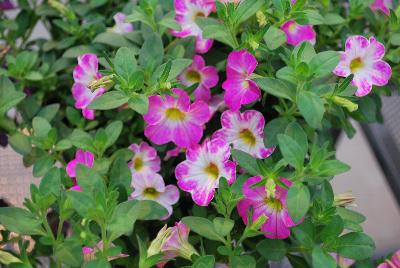 Dümmen Orange: Chameleon® Calibrachoa Pink Sorbet 