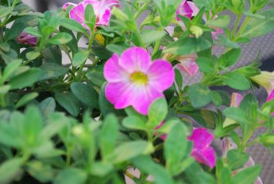 Dümmen Orange: Chameleon® Calibrachoa Pink Sorbet 