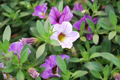 Dümmen Orange: Chameleon® Calibrachoa Plum Cobbler 