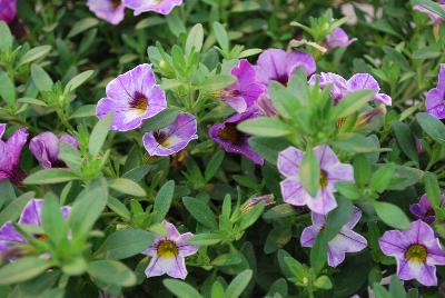 Dümmen Orange: Chameleon® Calibrachoa Plum Cobbler 