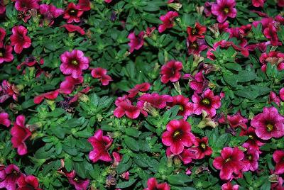 Plant Source International: Calitastic® Calibrachoa Plumberry Punch 