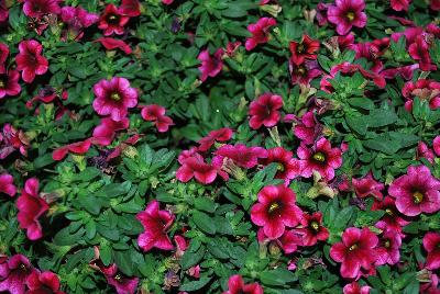 Plant Source International: Calitastic® Calibrachoa Plumberry Punch 