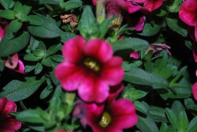 Plant Source International: Calitastic® Calibrachoa Plumberry Punch 