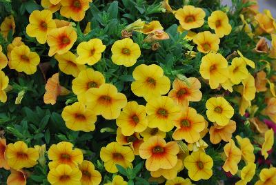 Plant Source International: Calitastic® Calibrachoa Mango 