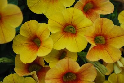 Plant Source International: Calitastic® Calibrachoa Mango 