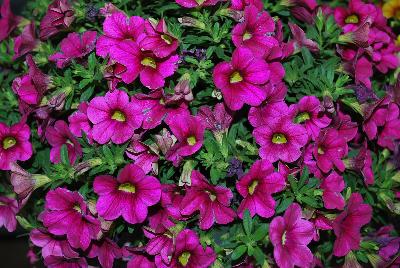 Plant Source International: Calitastic® Calibrachoa Fancy Fuchsia 