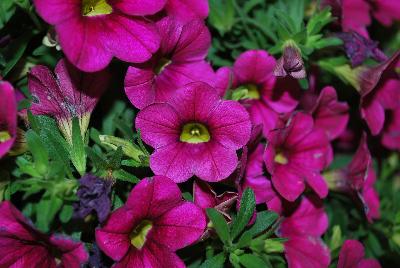 Plant Source International: Calitastic® Calibrachoa Fancy Fuchsia 