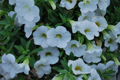 Plant Source International: Calitastic® Calibrachoa White 