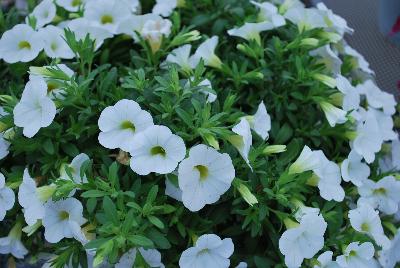 Plant Source International: Calitastic® Calibrachoa White 