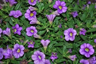 Plant Source International: Calitastic® Calibrachoa Indigo 