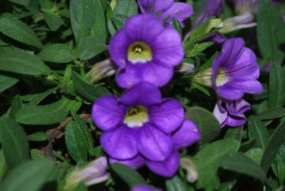 Plant Source International: Calitastic® Calibrachoa Indigo 