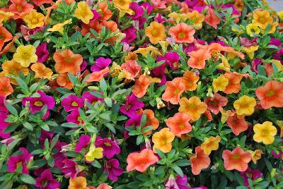 Plant Source International: Calitastic® Calibrachoa Hawaiian Tones Mix 