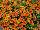 Calitastic® Calibrachoa Pumpkin Spice 