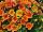 Calitastic® Calibrachoa Pumpkin Spice 