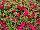Westhoff: Calibrachoa  'Fancy Fuchsia' 