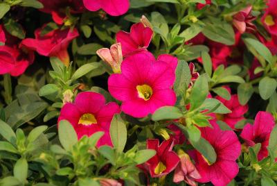 Plant Source International: Calitastic® Calibrachoa Fancy Fuchsia 