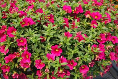 Plant Source International: Calitastic® Calibrachoa Fancy Fuchsia 