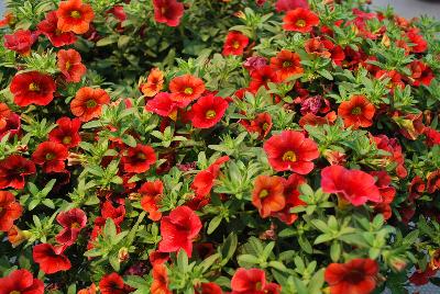 Plant Source International: Calitastic® Calibrachoa Strawberry Punch 