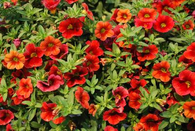 Plant Source International: Calitastic® Calibrachoa Strawberry Punch 